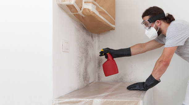 Professional Black Mold Removal technician working in Carrollton, TX
