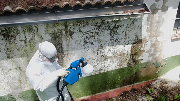 Trusted Black Mold Removal service in Carrollton, TX - Cheap Mold Removal